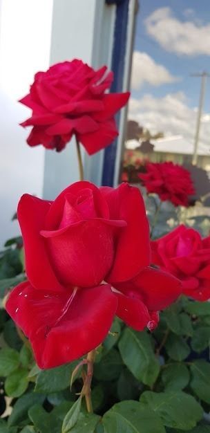 Beautiful roses growing in the garden of a De Vine Martinborough home