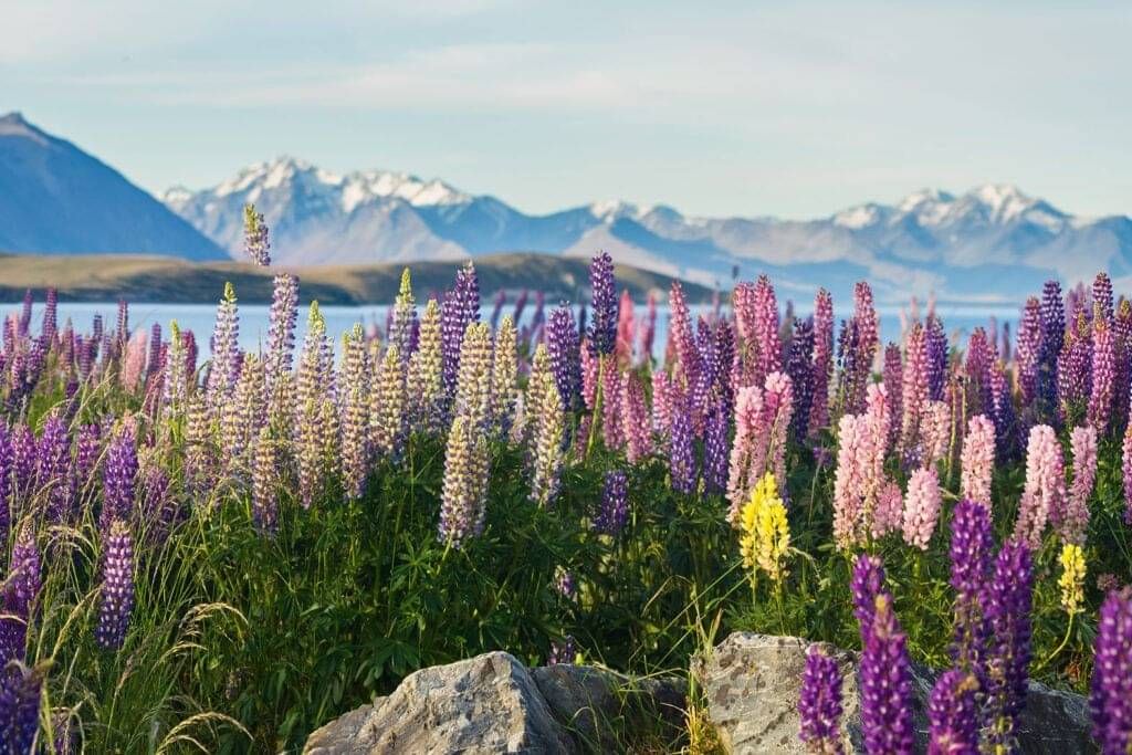 Mount cook in the background