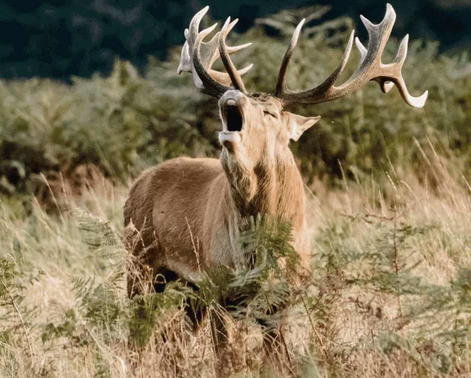 Deer hunting South Island New Zealand