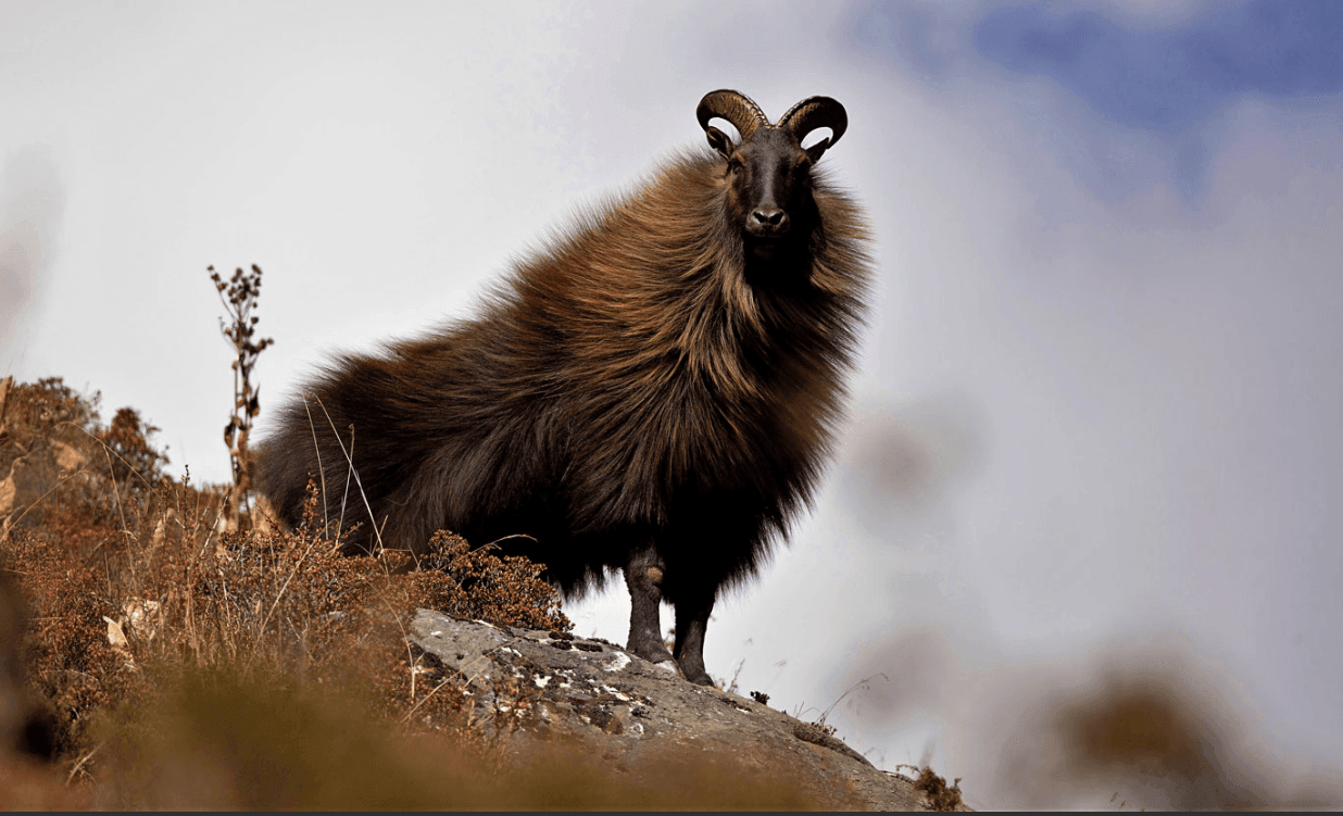 Himalayan tahr standing on a rocky mountainside with its thick brown winter coat and curved horns.