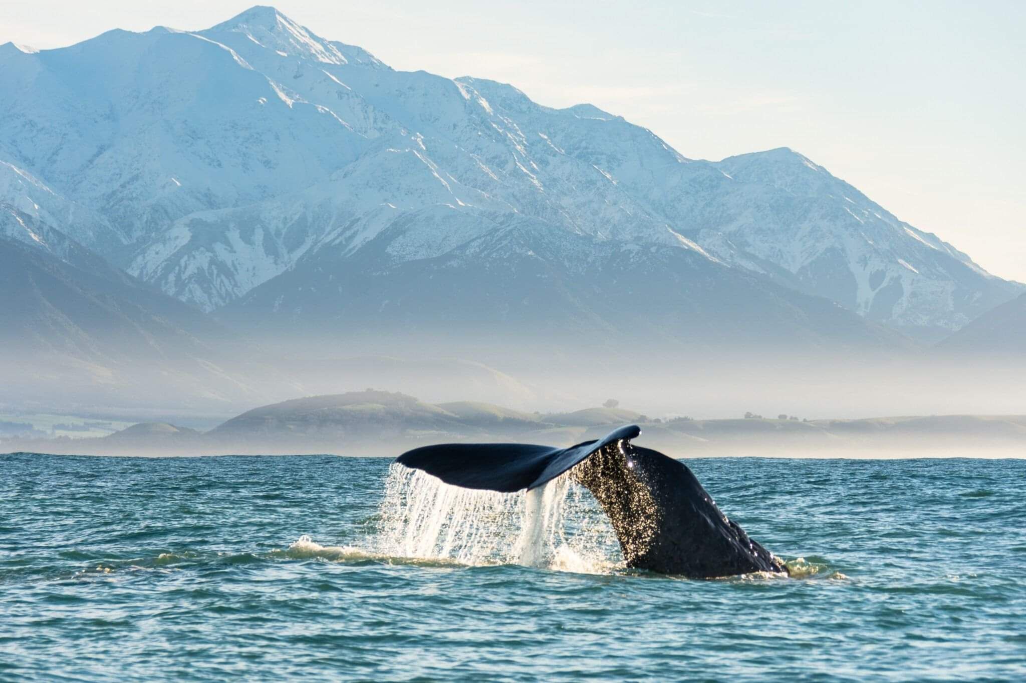 Sperm whale tail off the Kaikōura coast
