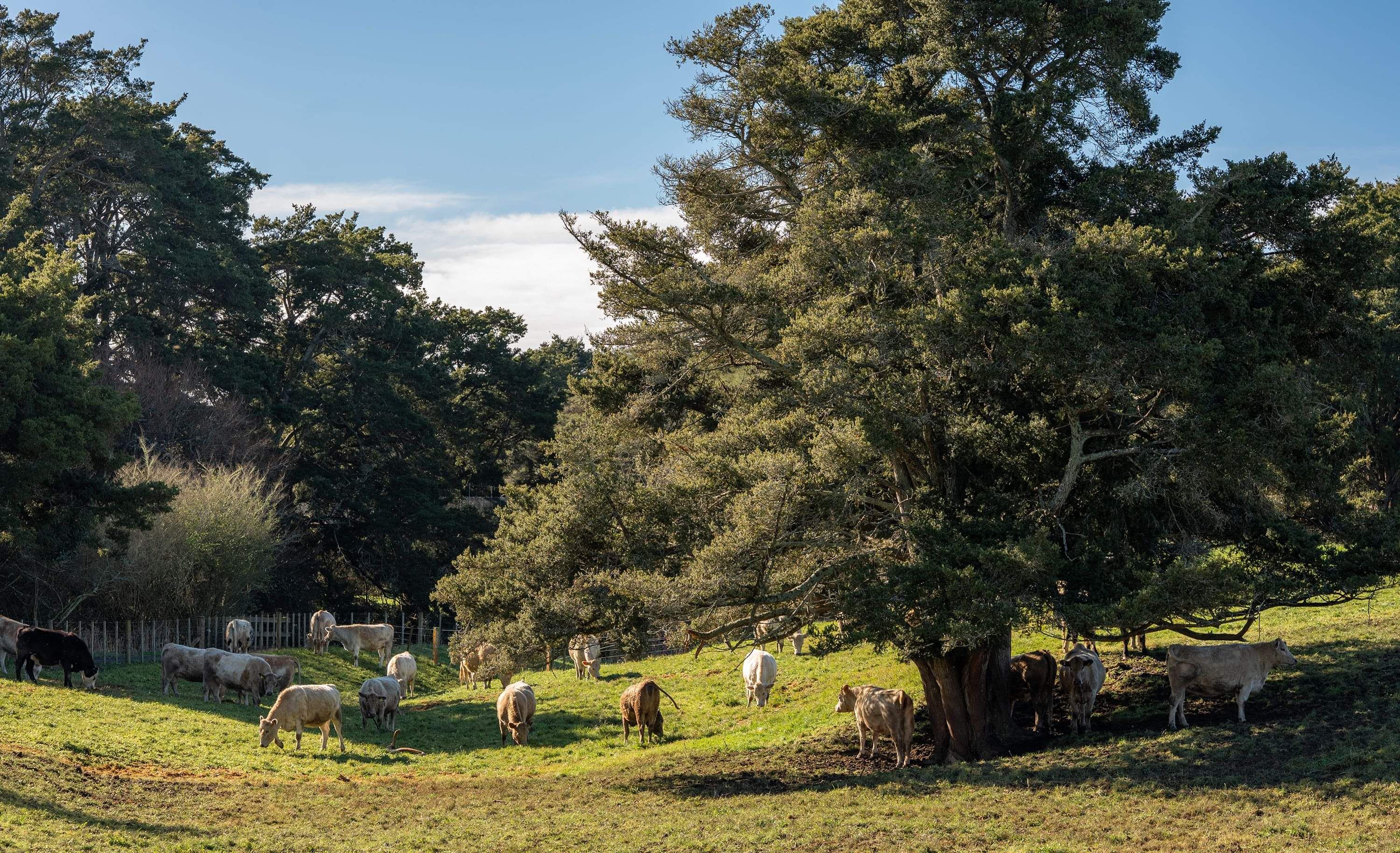 Tree-lined spaces and farm animals are nearby, giving a touch of rural country living to Maplewood's area. 