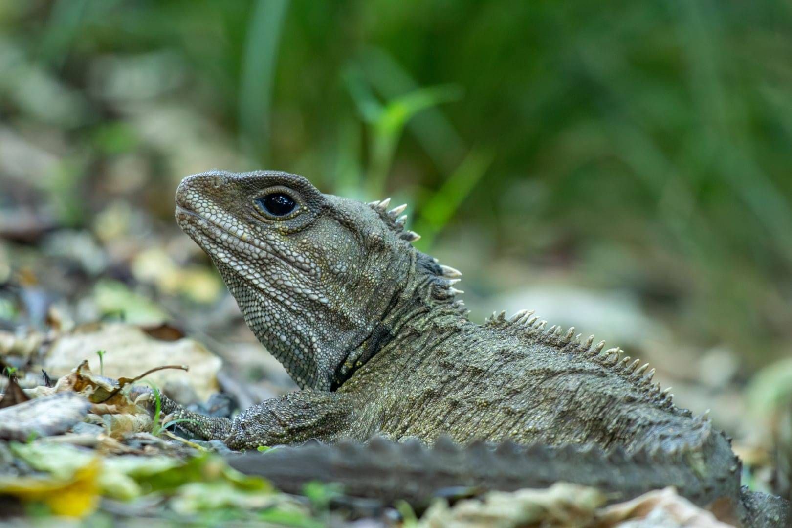 Native wildlife at Sanctuary Mountain
