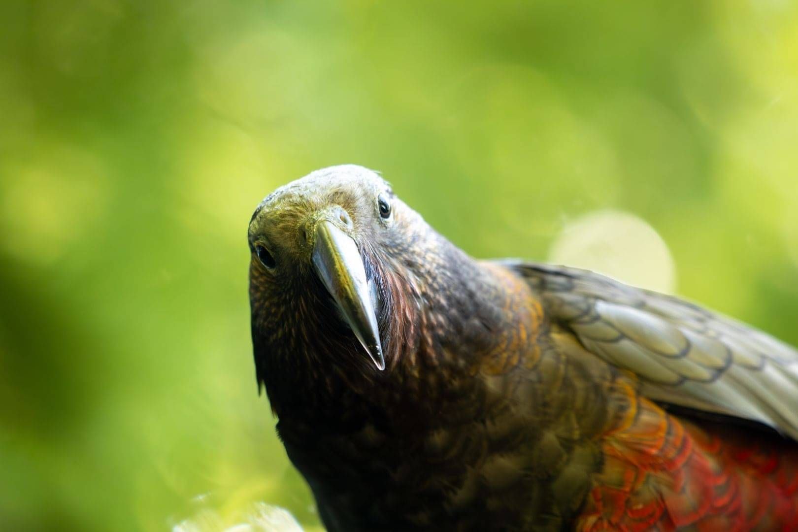 Native wildlife at Sanctuary Mountain