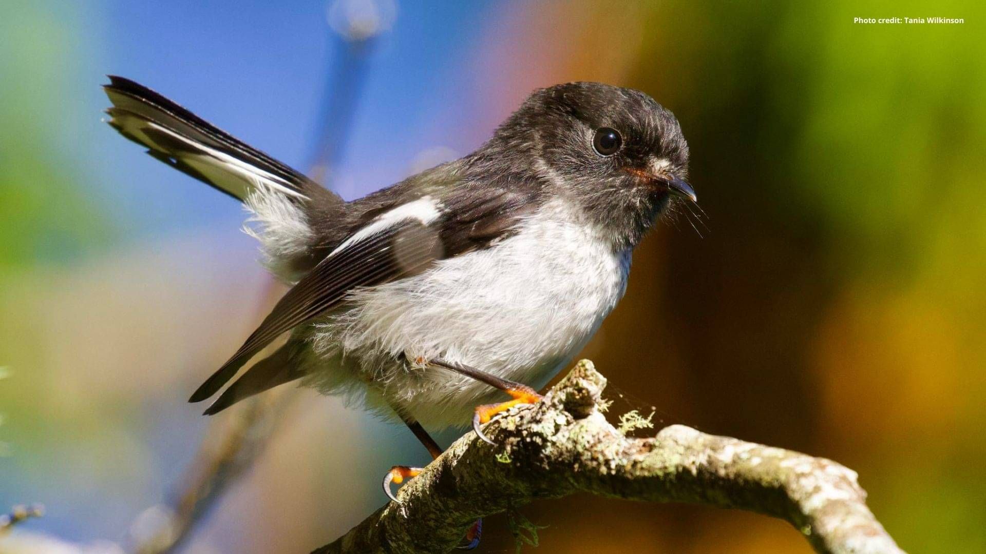 Miromiro bird