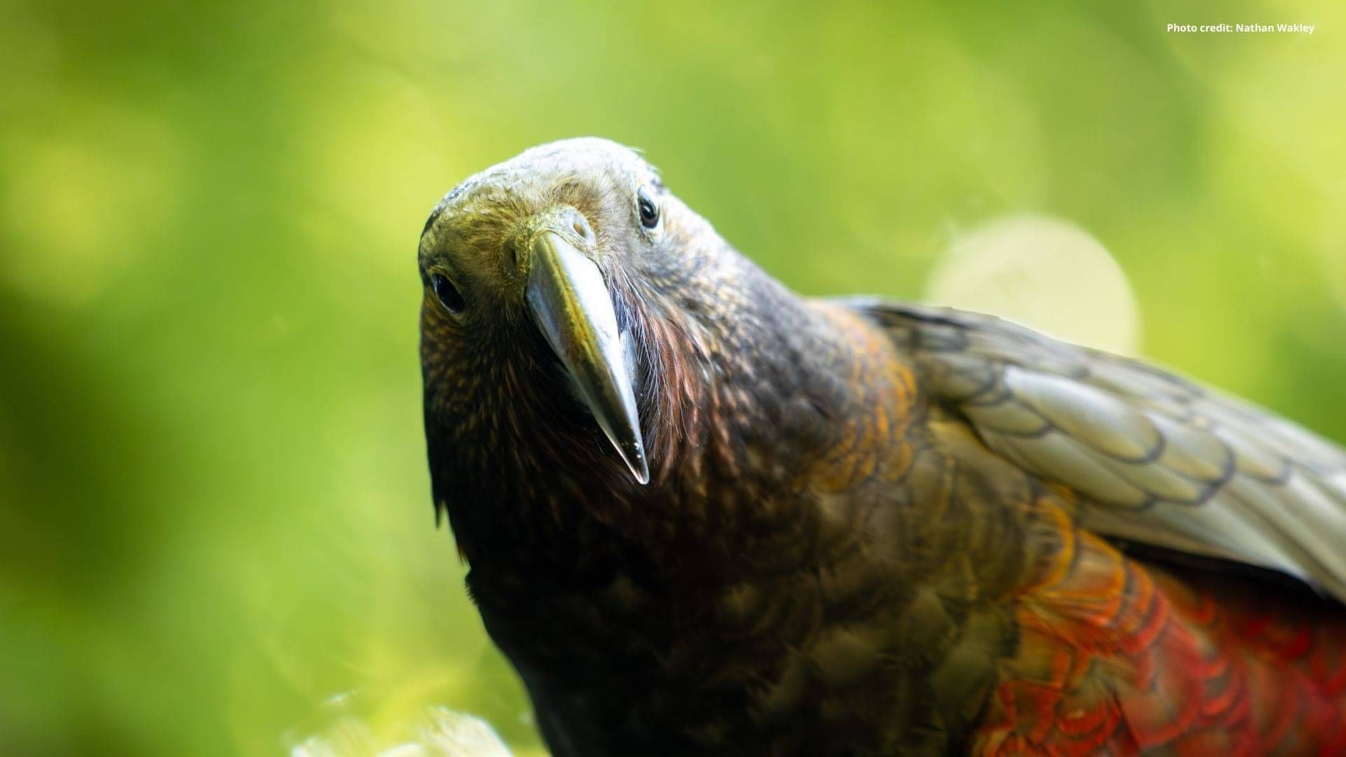 Kaka bird