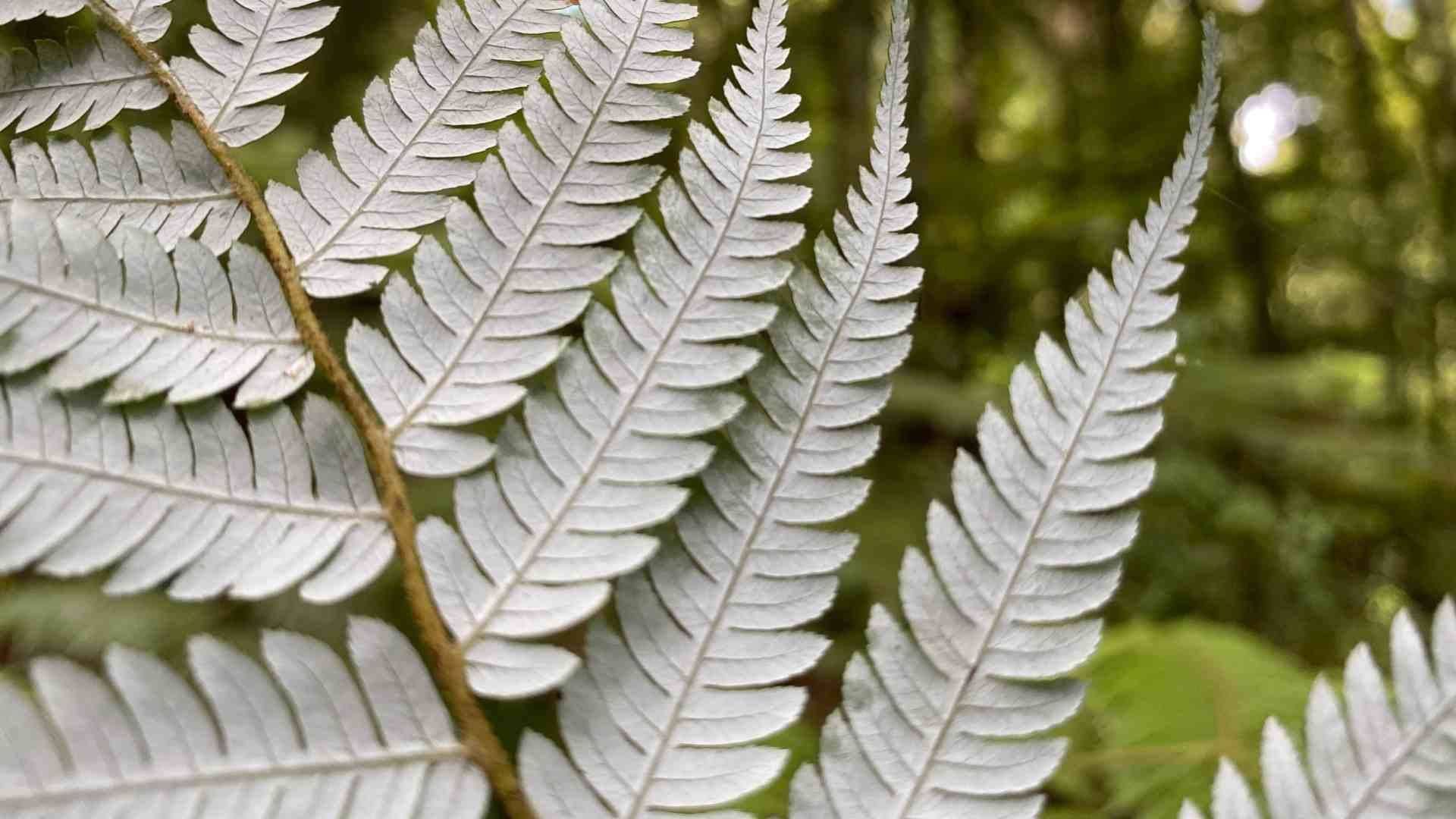 Silver Fern at Sanctuary Mountain Maungatautari