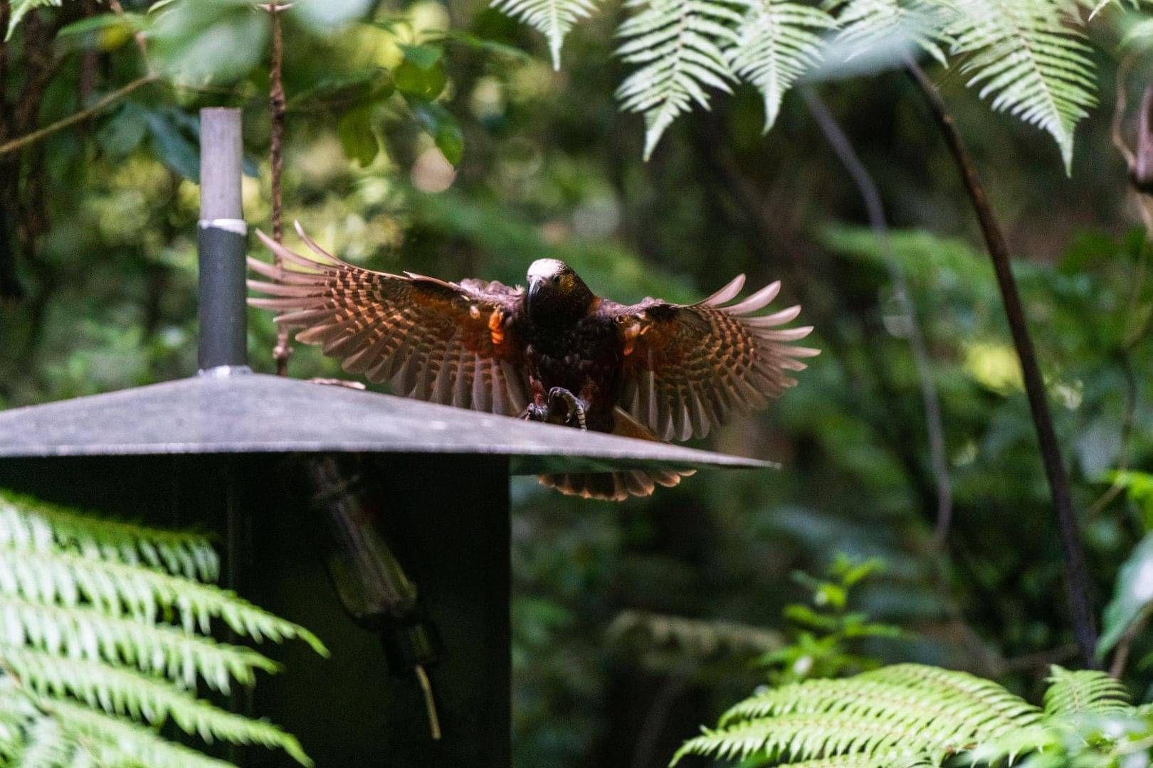 Endangered bird reserve