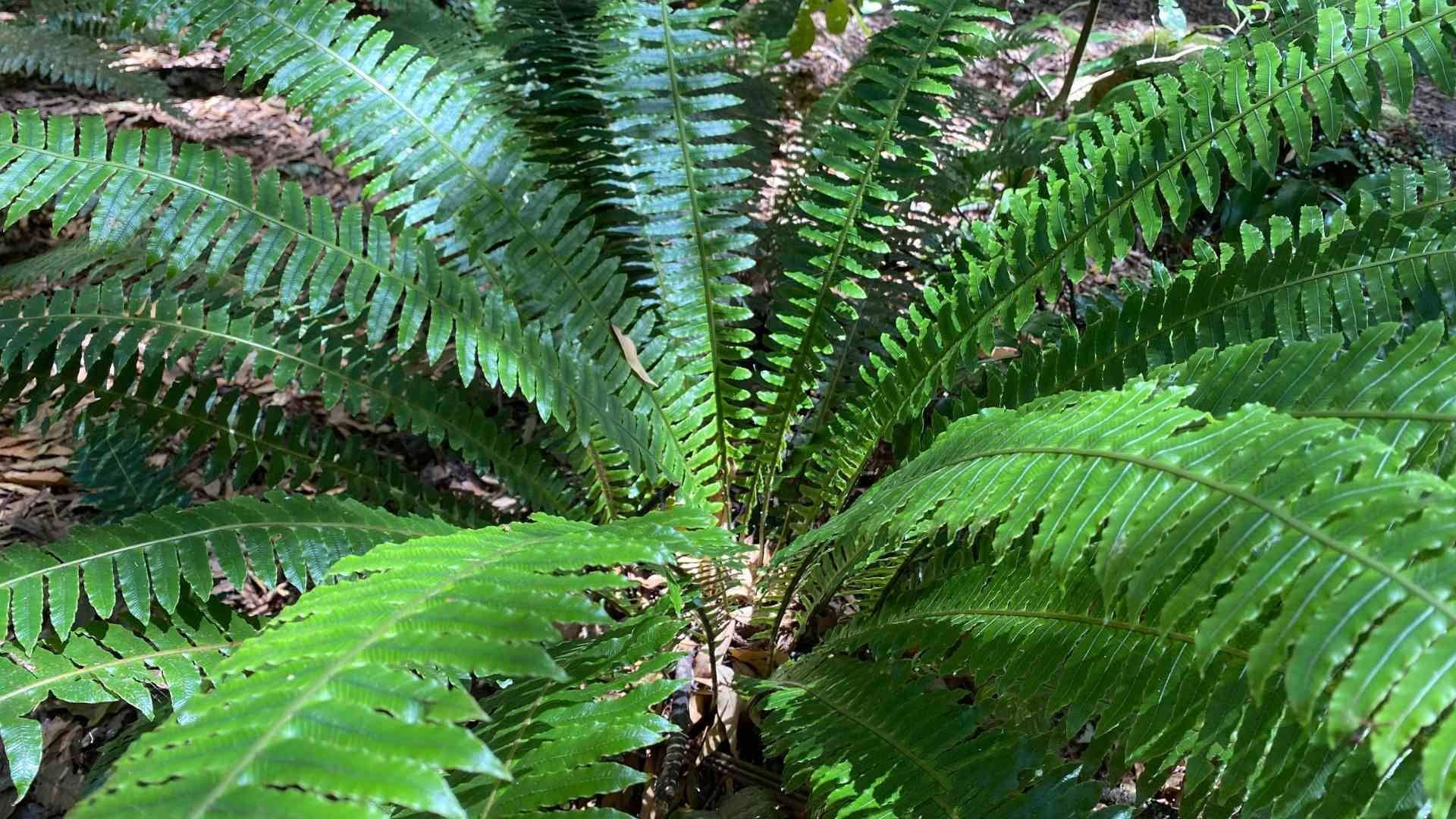 Crown fern flora