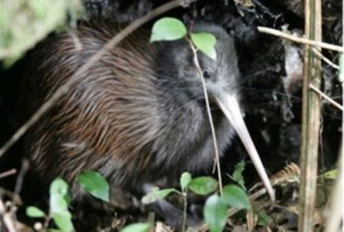 Kiwi bird in native bush at Sanctuary Mountain Maungatautari