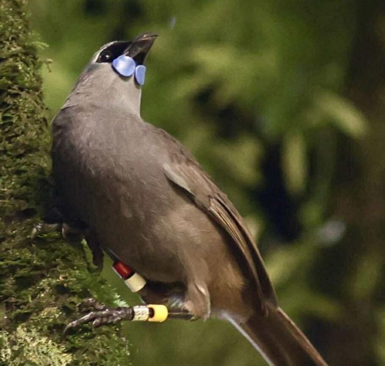 Kokako bird - Photo by Tania Wilkinson
