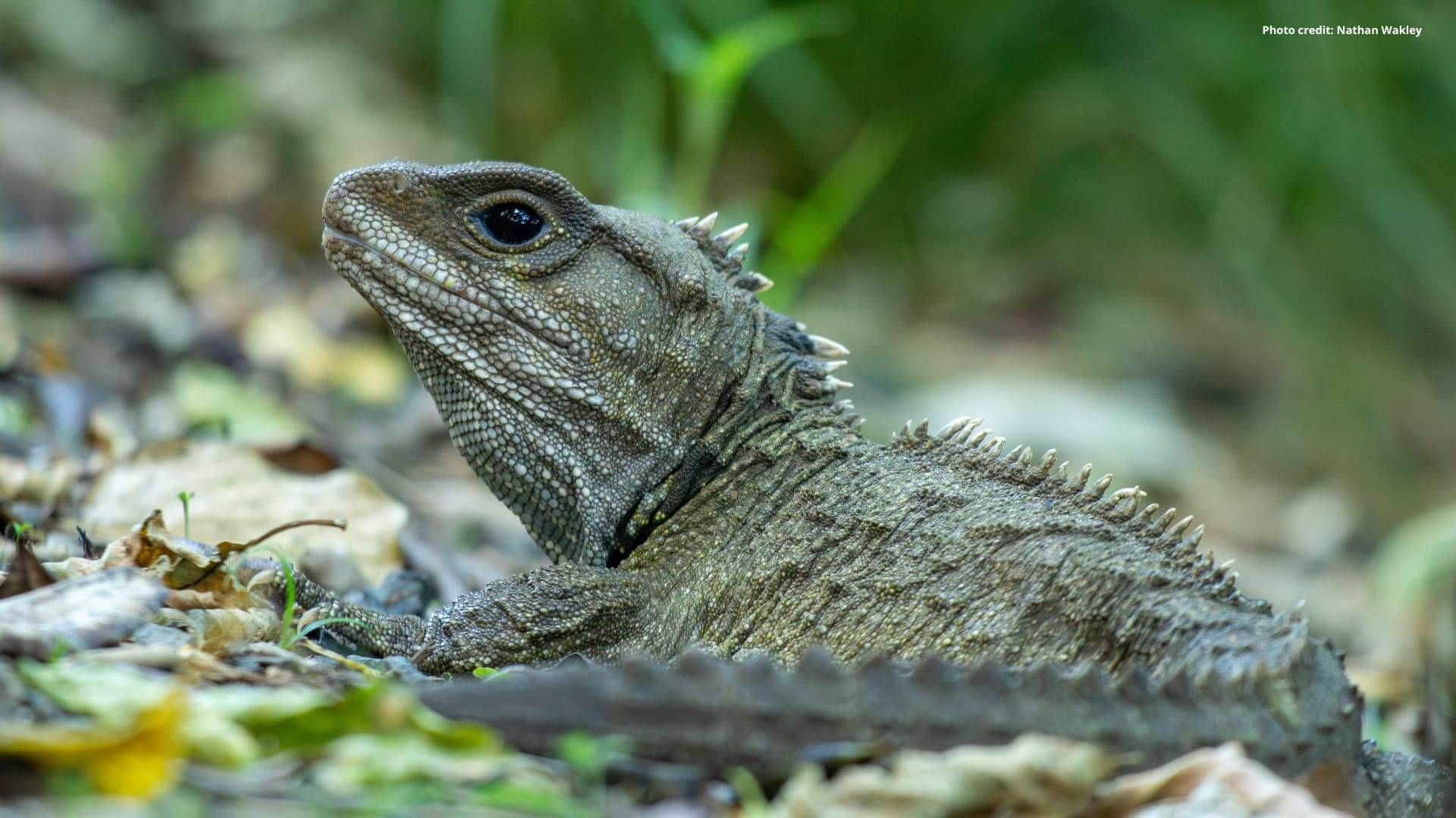 Tuatara - Photo by Nathan Wakley