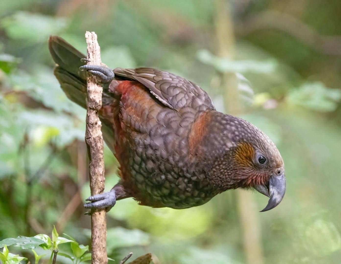 Kaka bird - Photo by Geoff Shepherd