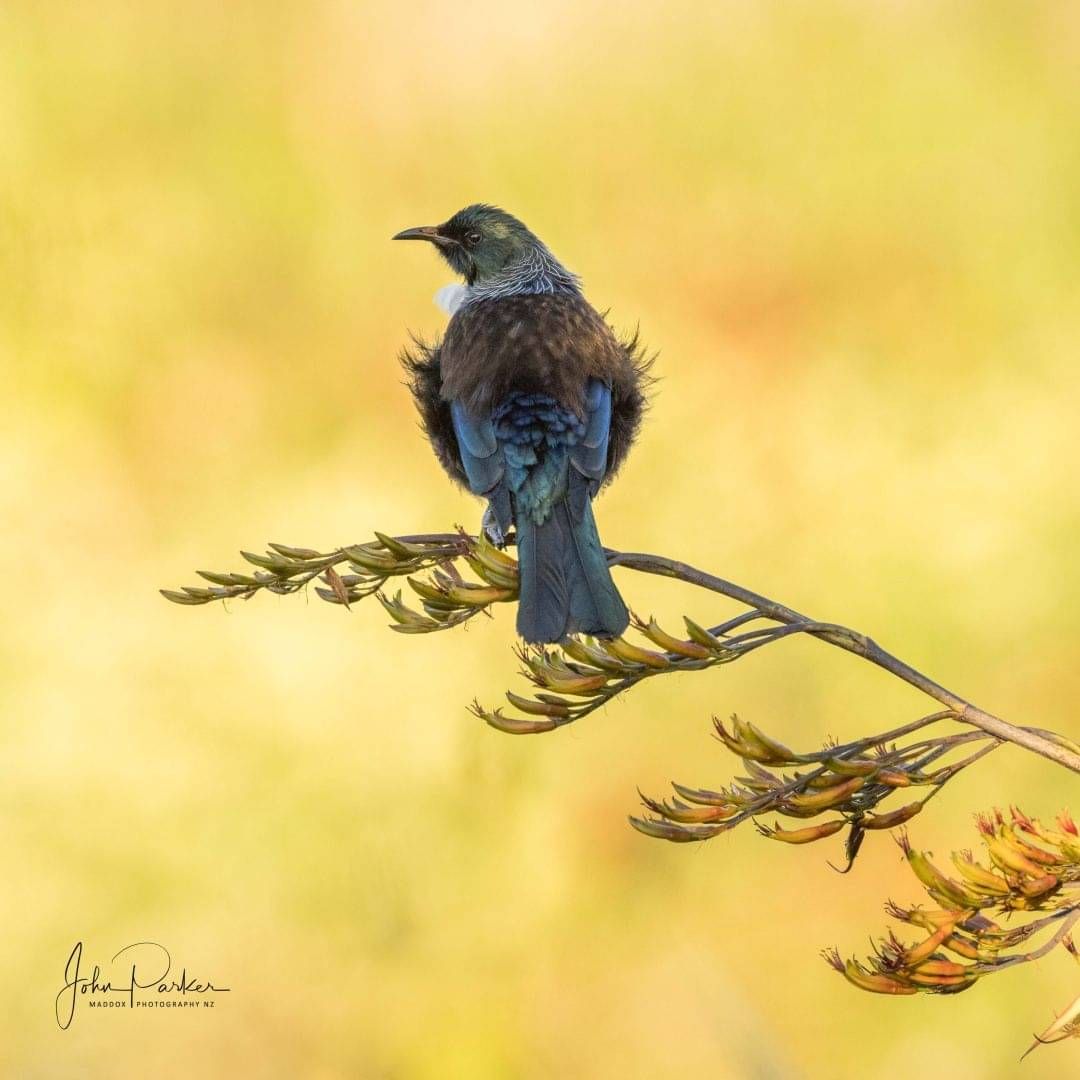 Tui bird - Photo by Maddox Photography