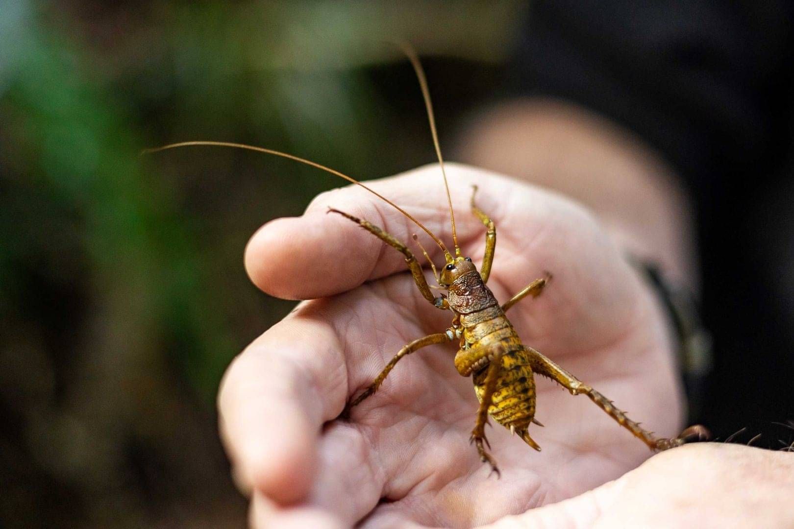 Giant weta - Photo by Lucy Schultz