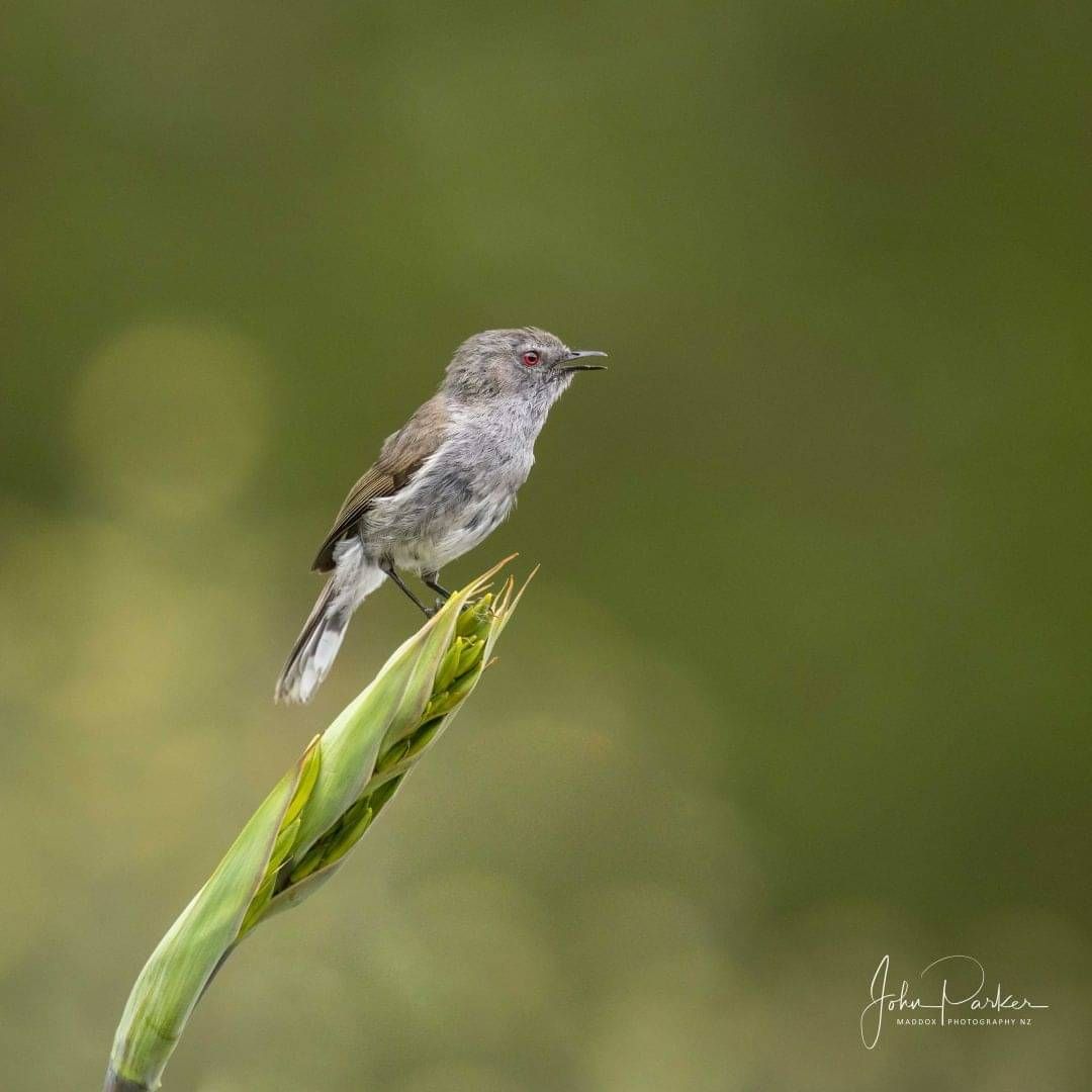 Riroriro warbler bird - Photo by Maddox Photography