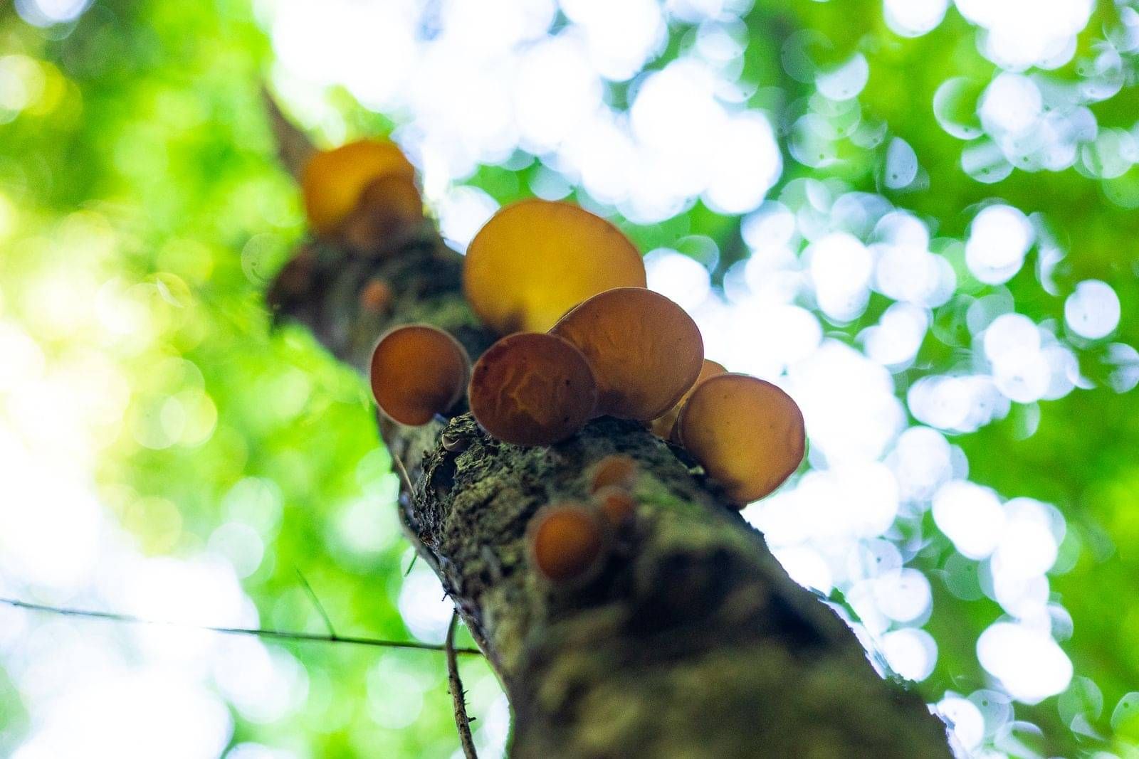 Fungi on a nurse log at Sanctuary Mountain