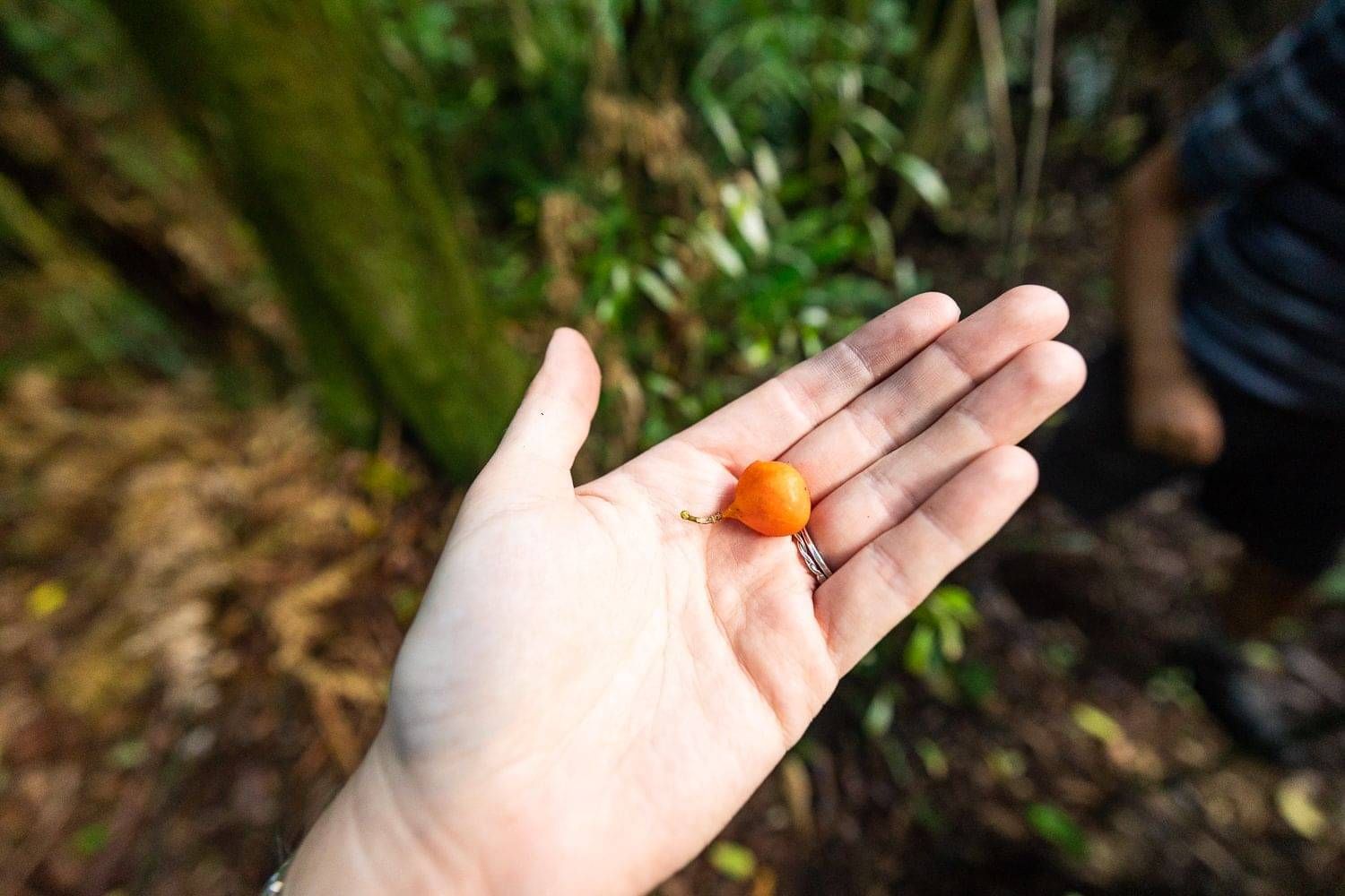 Kohia/NZ passionfruit at Sanctuary Mountain