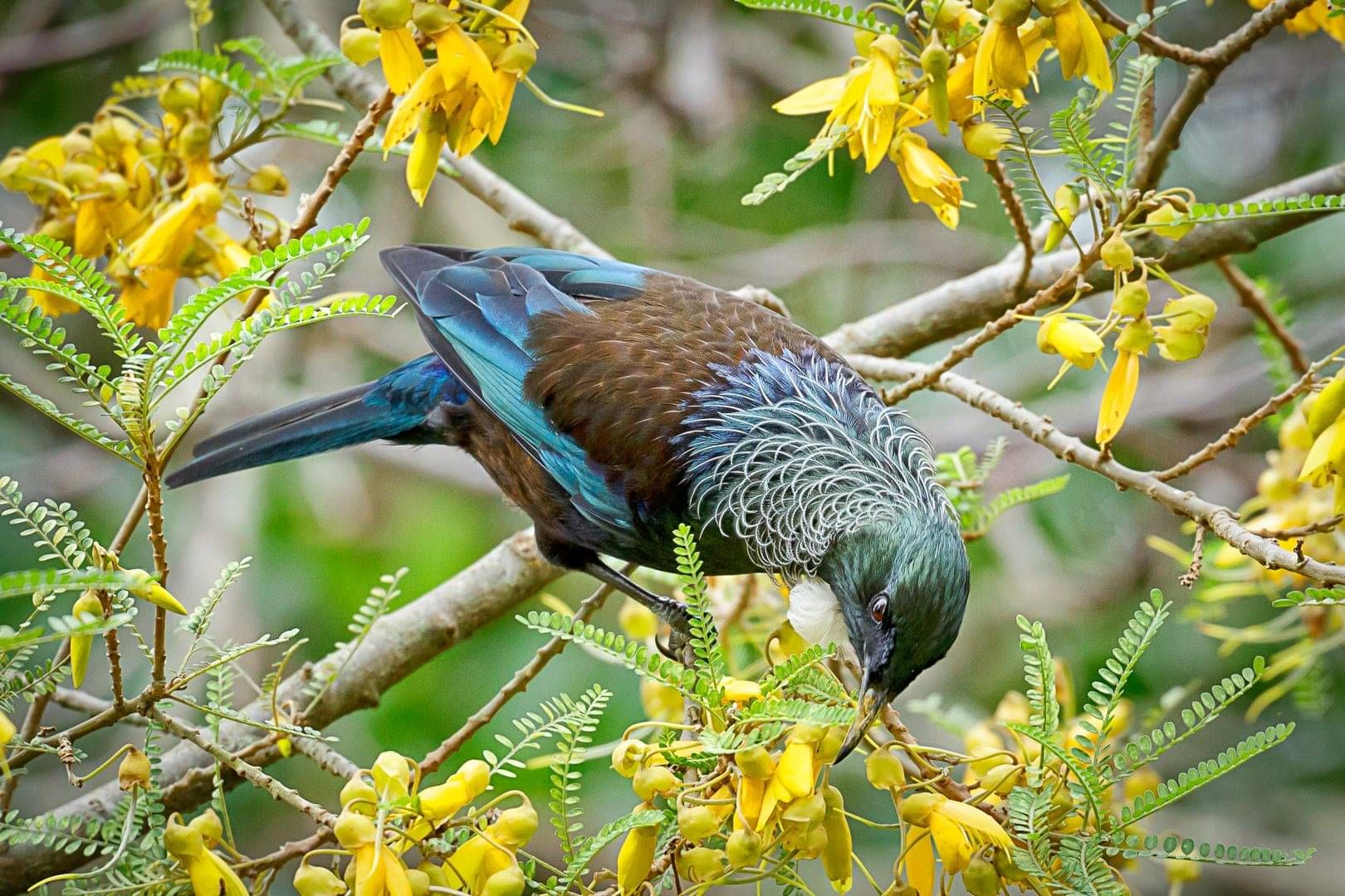 Tui in kowhai. Photo: Kevin Krippner