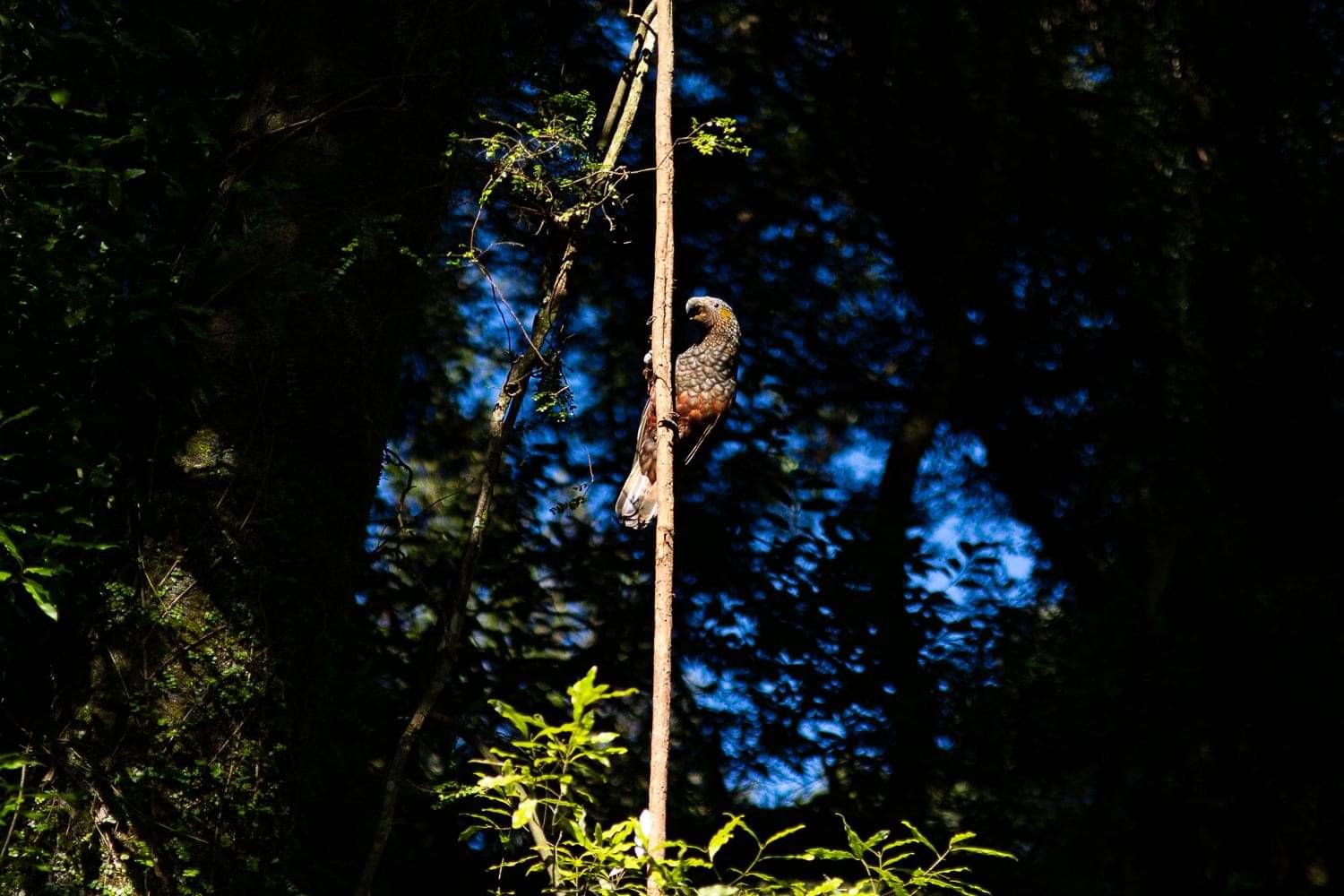 Kaka on a rata vine. Photo: Lucy Schultz