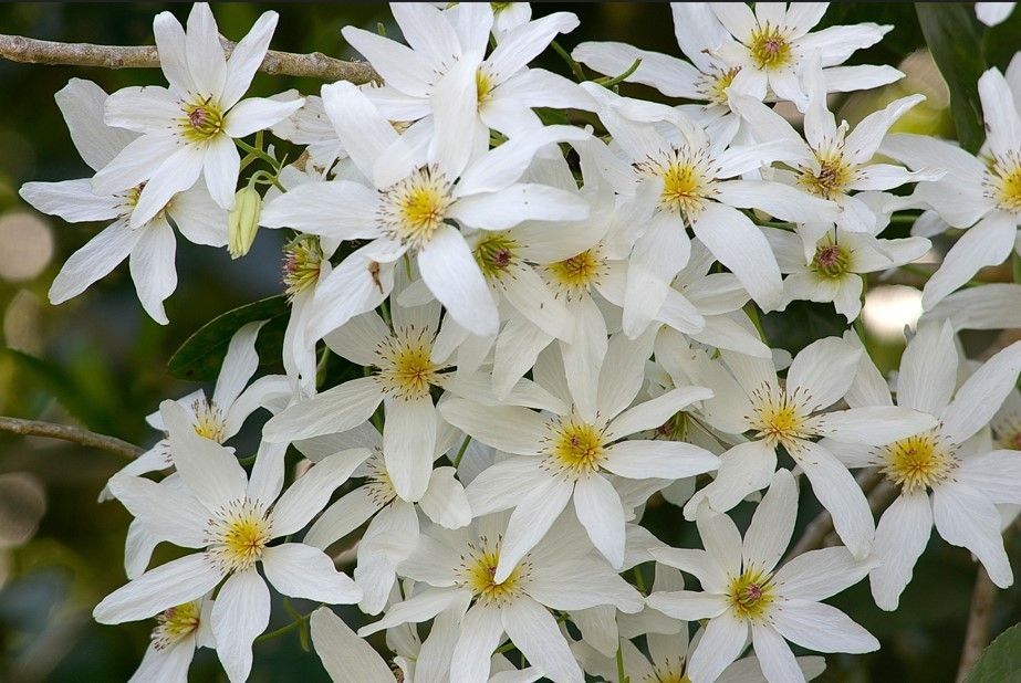 Puawananga/clematis