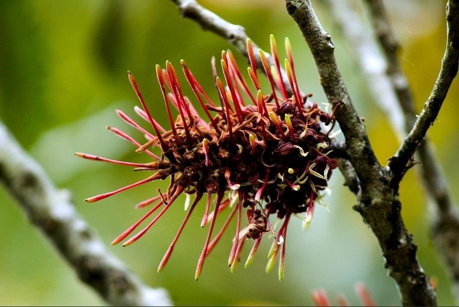 Rewarewa flower