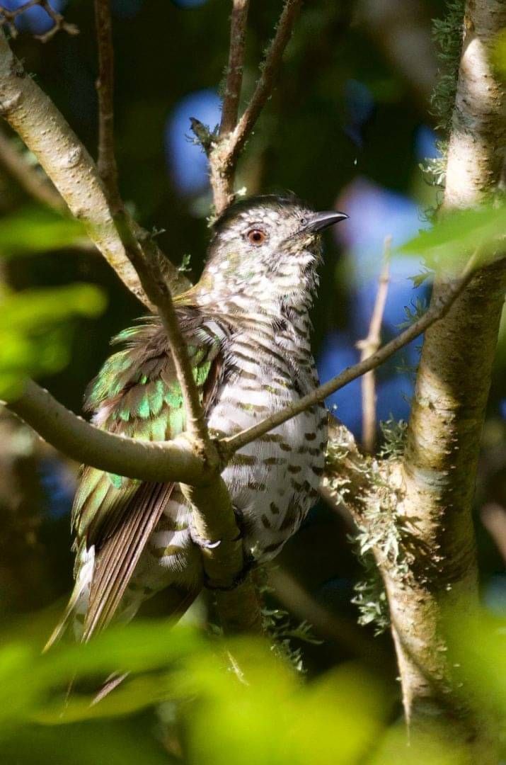 Pipiwharauroa/shining cuckoo. Photo: Tania Wilkinson