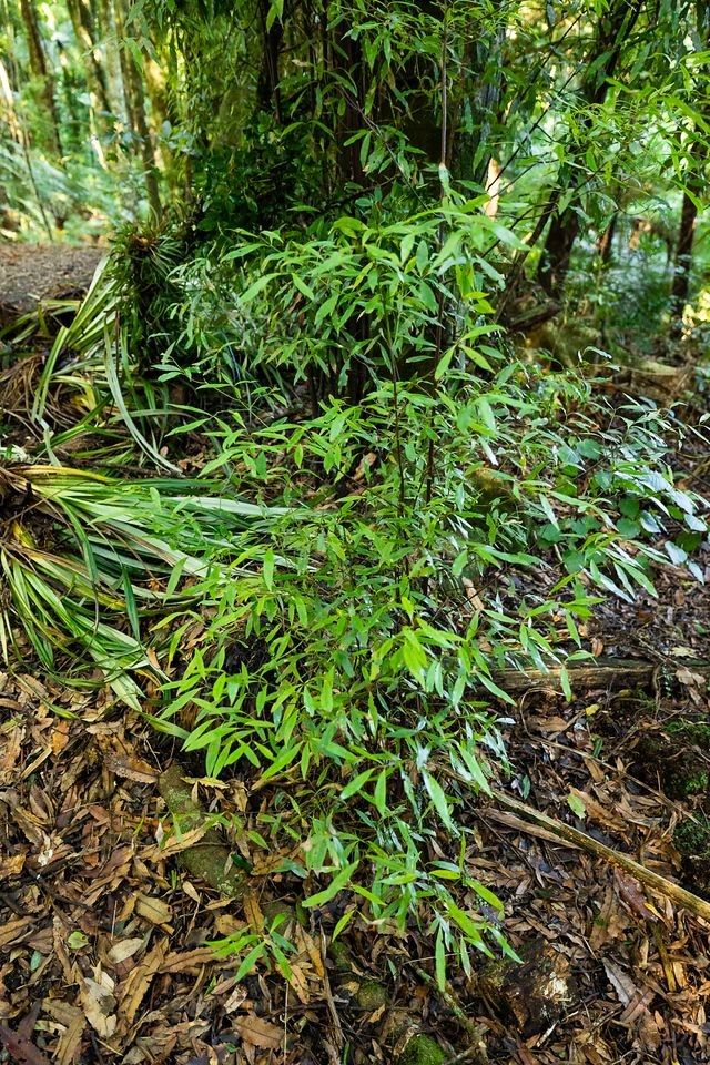 Tawa tree at Sanctuary Mountain Maungatautari