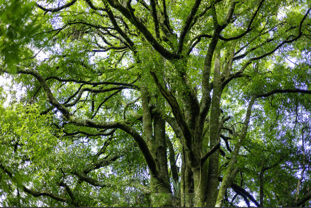 Tawa canopy at Sanctuary Mountain