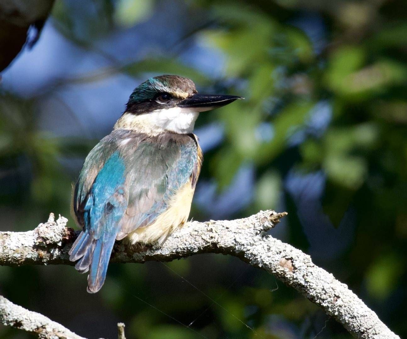 Kingfisher - kotare
