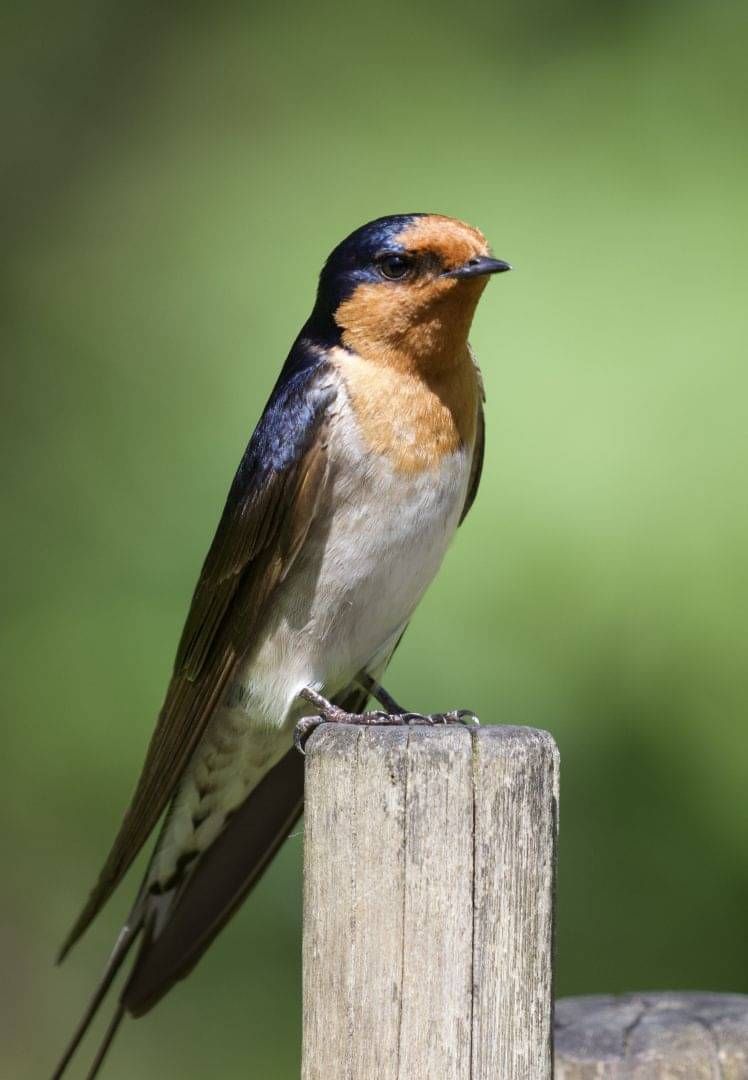 Warou - Welcome Swallow perched on a post
