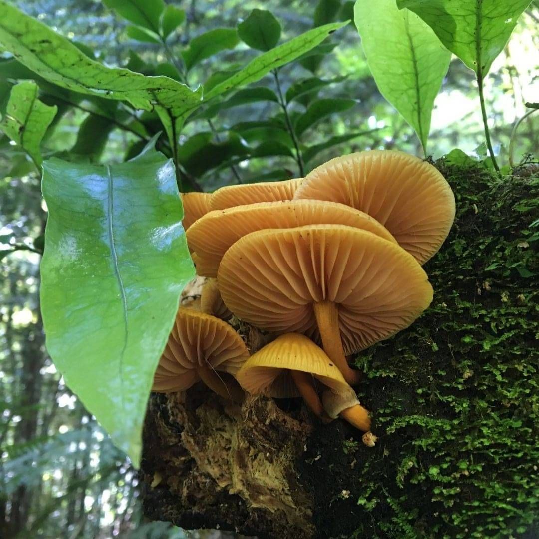 Fungi growing on forest floor