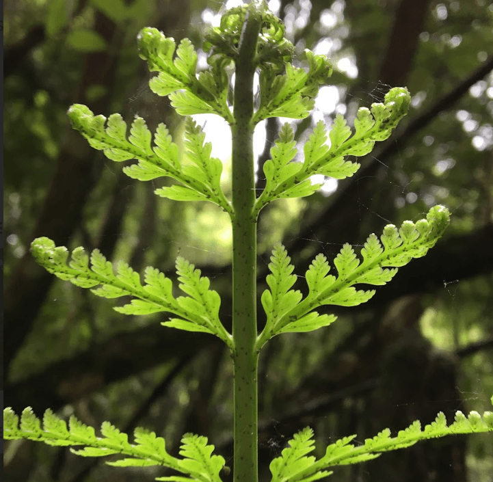 Fern unfurling in the forest