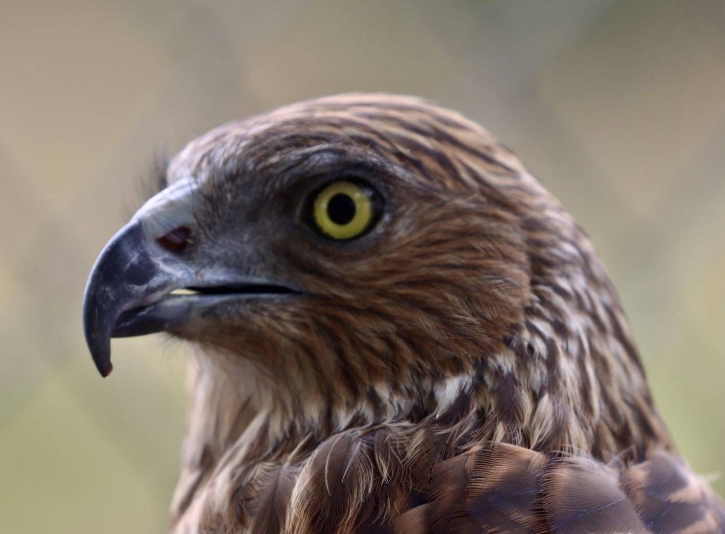 Swamp harrier close-up photo by Tania Wilkinson