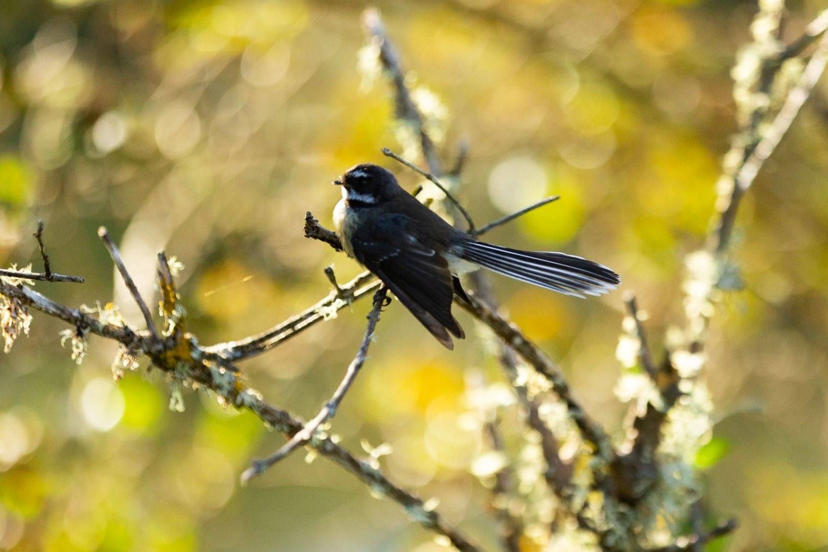 Fantail bird at Sanctuary Mountain Maungatautari - Photo by Lucy Schultz