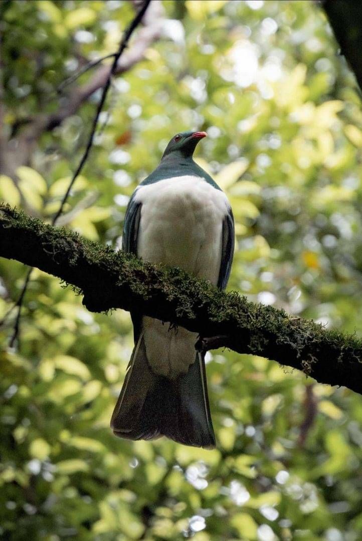Kererū - New Zealand woodpigeon. Photo by Dan Mickleson