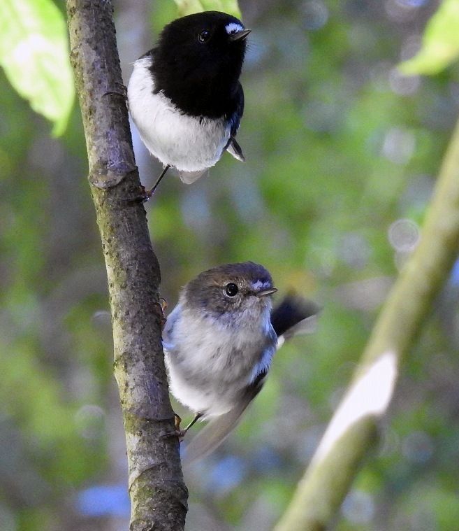 Tomtit pair - Photo by Noboru Komine