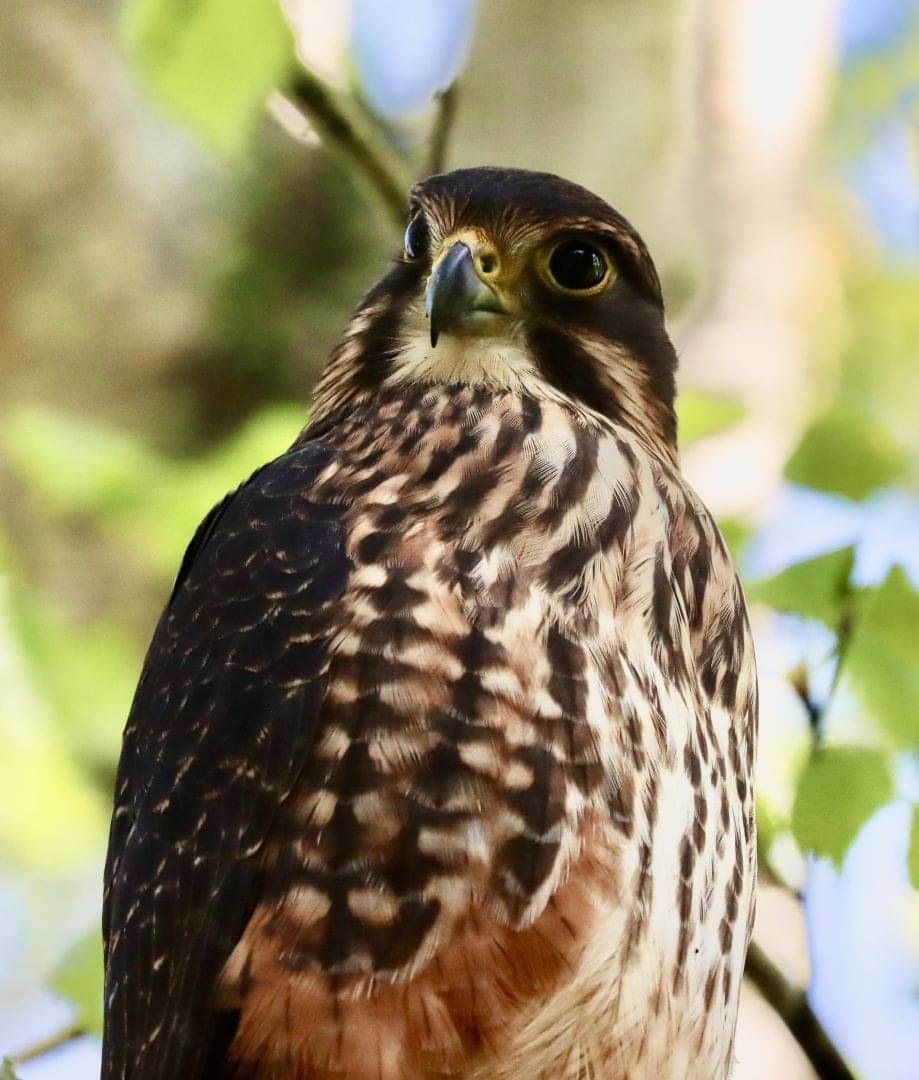New Zealand Falcon - kārearea