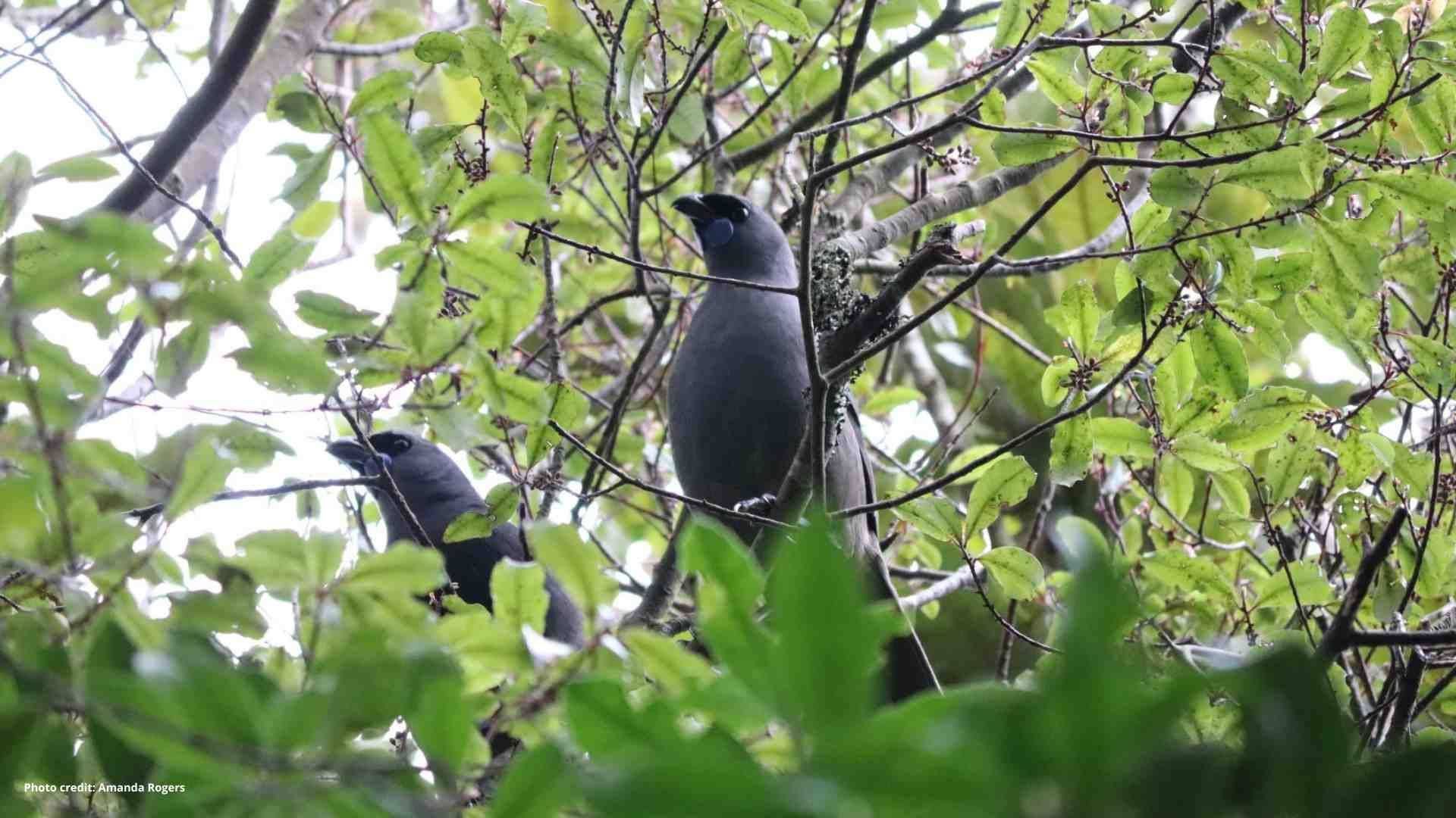 Kākāpō Taeatanga - Photo by Nathan Wakley