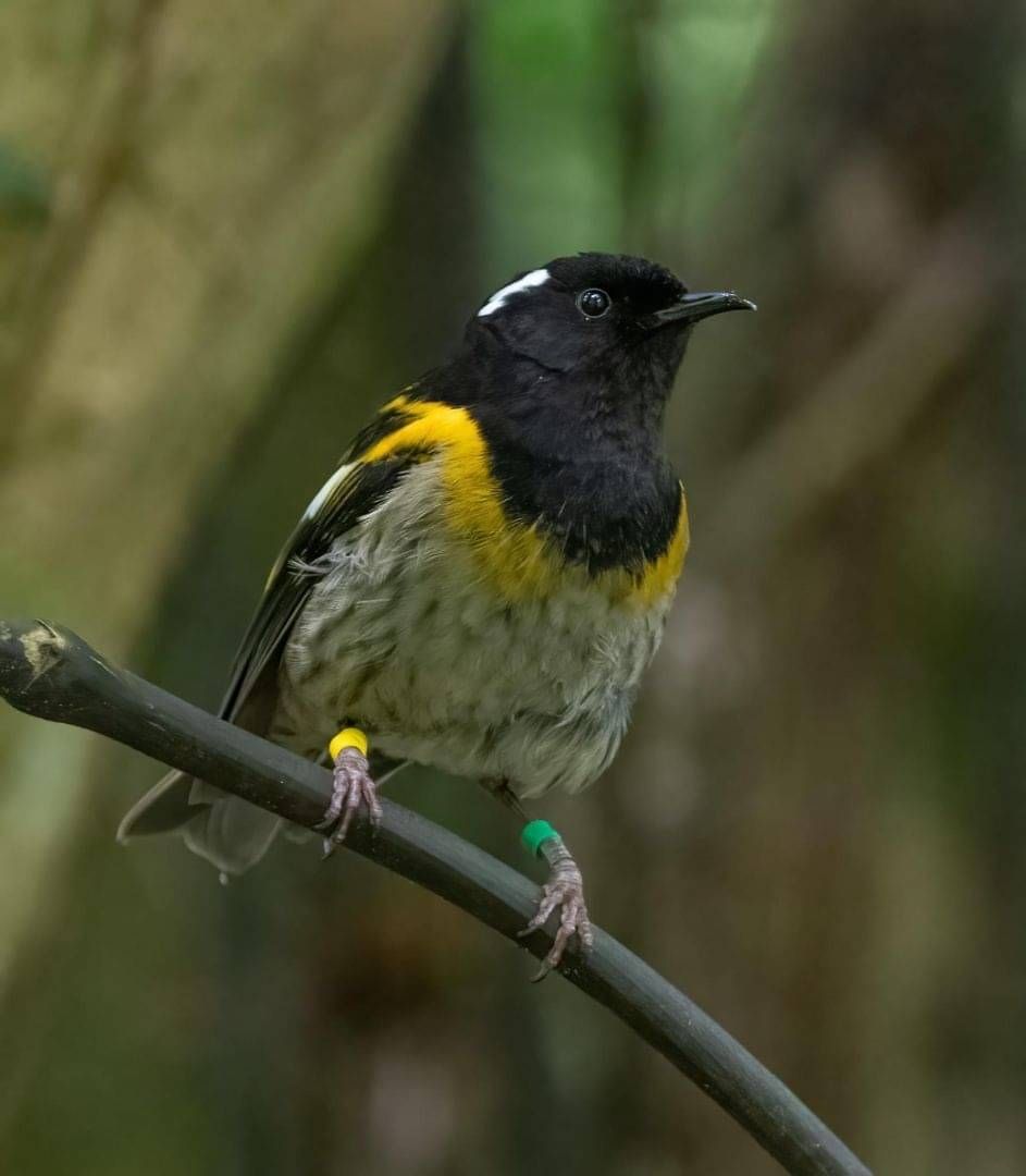 Kākāpō Taeatanga - Photo by Nathan Wakley