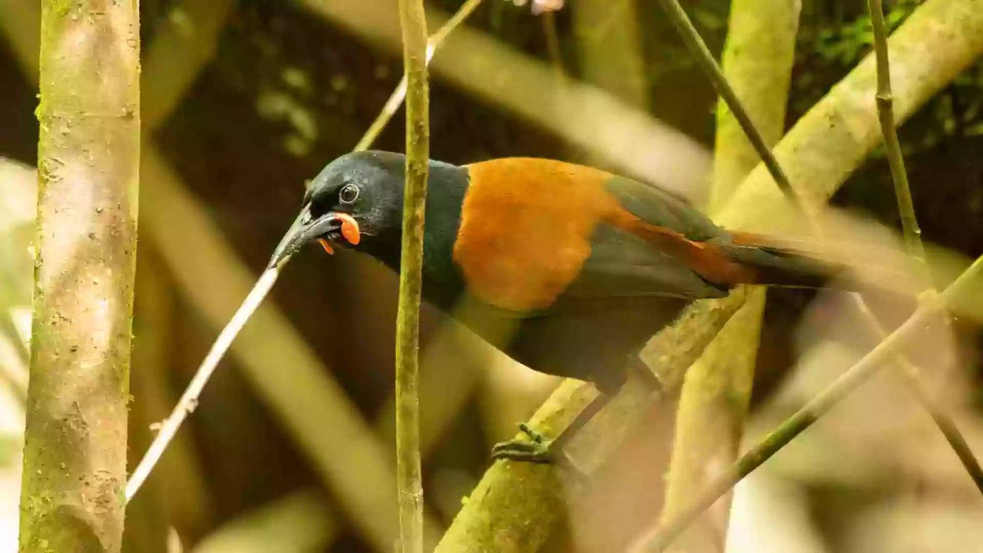 Kākāpō Taeatanga - Photo by Nathan Wakley