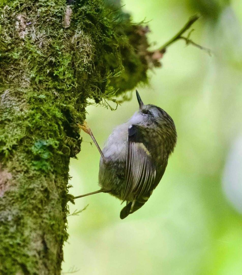 Kākāpō Taeatanga - Photo by Nathan Wakley