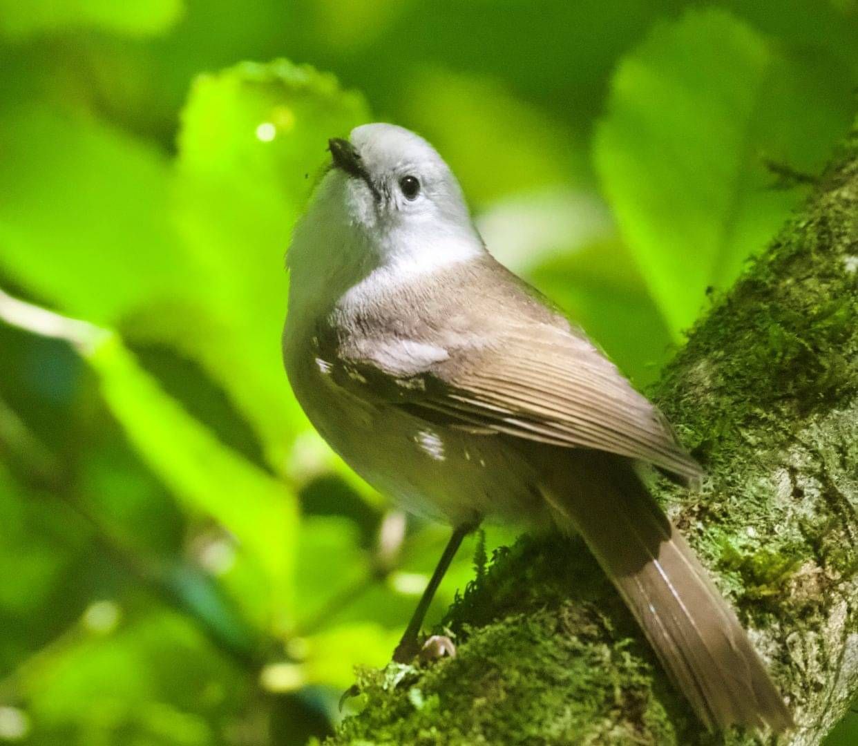 Kākāpō Taeatanga - Photo by Nathan Wakley