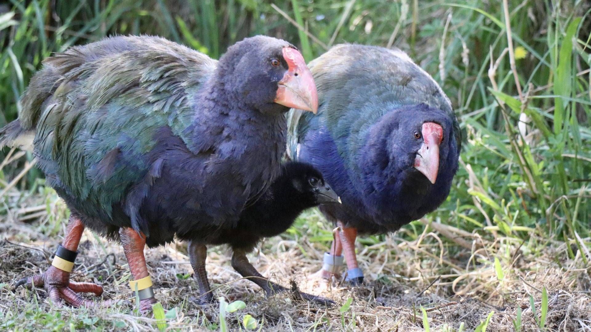 Kākāpō Taeatanga - Photo by Nathan Wakley