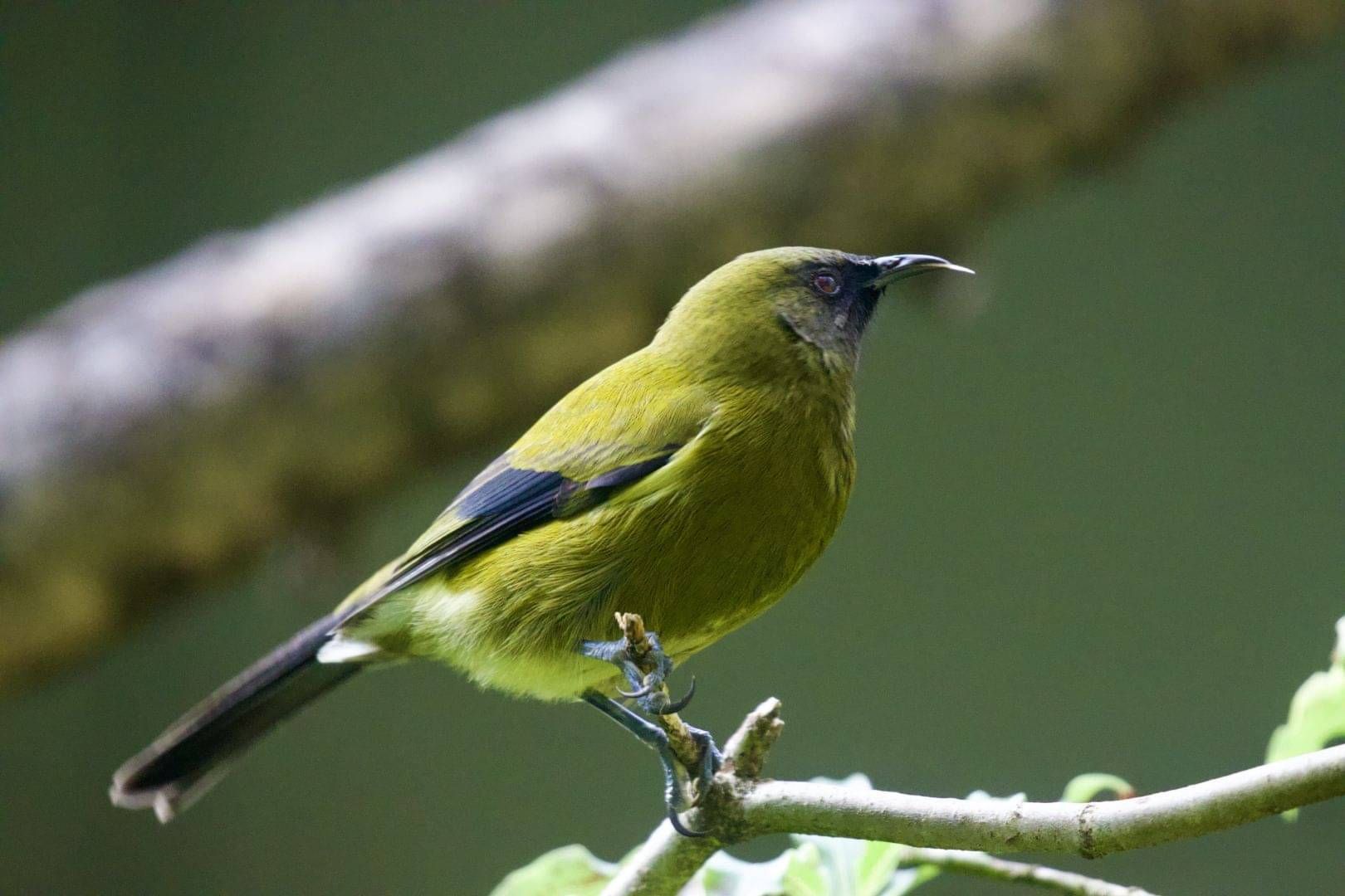 Kākāpō Taeatanga - Photo by Nathan Wakley