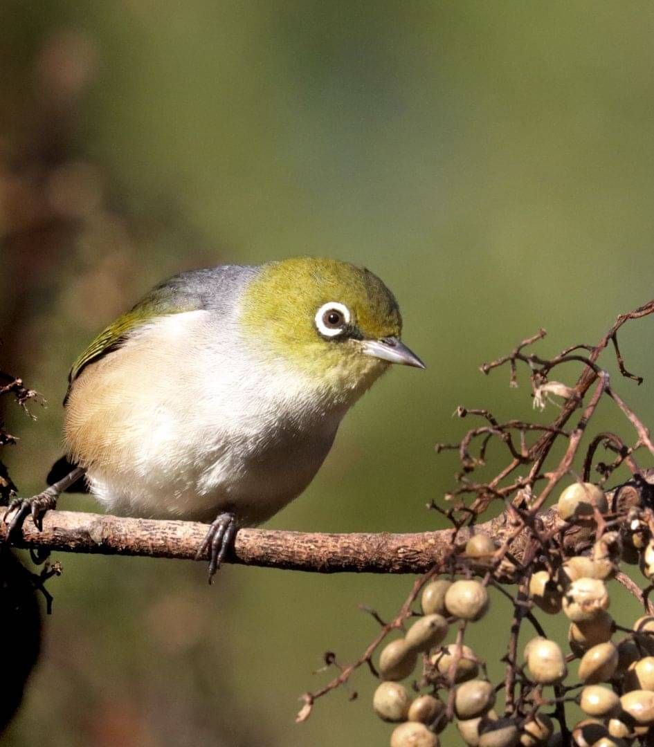 Kākāpō Taeatanga - Photo by Nathan Wakley
