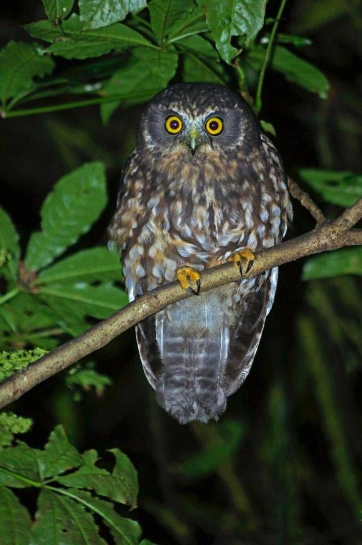 Kākāpō Taeatanga - Photo by Nathan Wakley