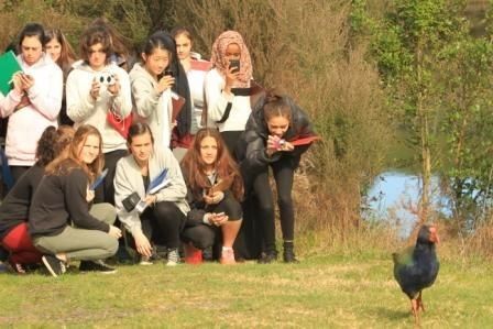 Students photographing a takahē beside the wetland