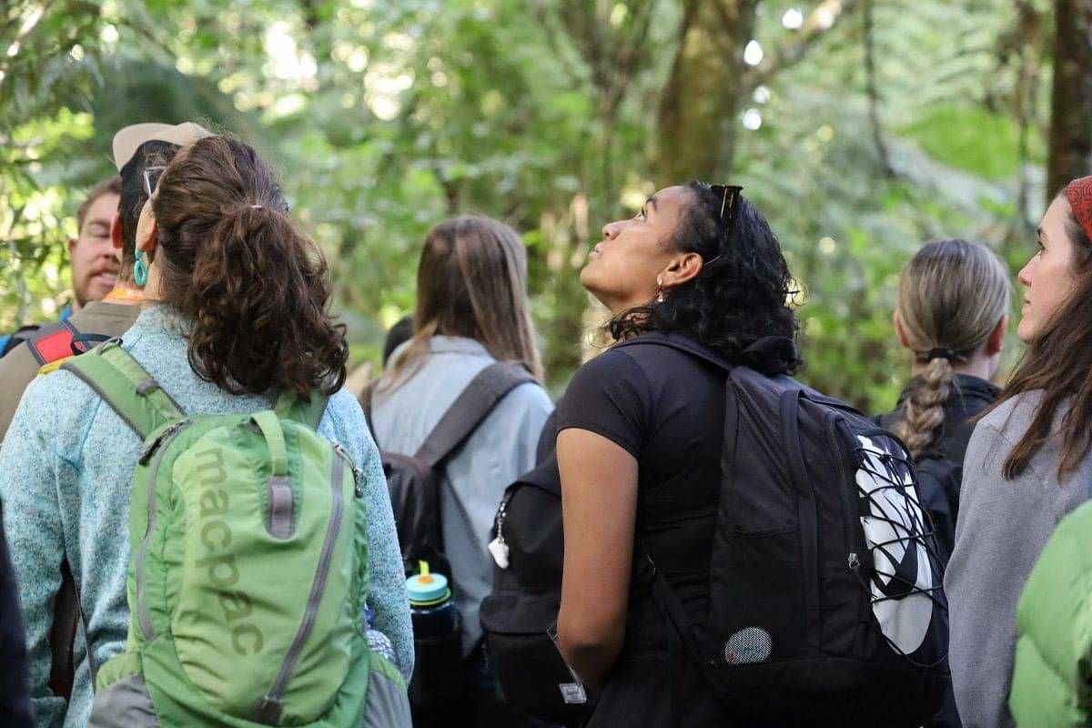 A group of adults on a guided walk looking up into the forest canopy