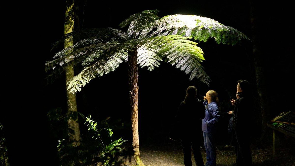 Visitors shining a torch up into a tree fern at night